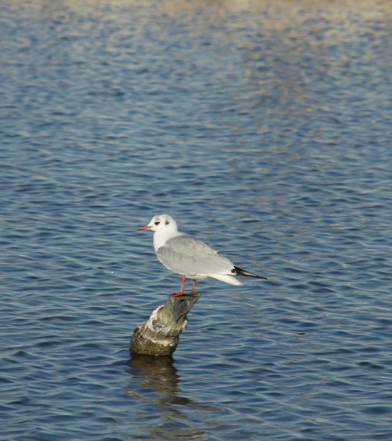 il guardiano di versailles